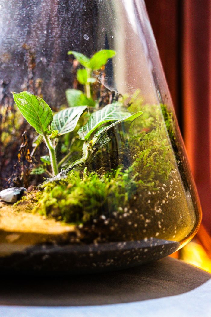 Finished closed terrarium with ferns and moss