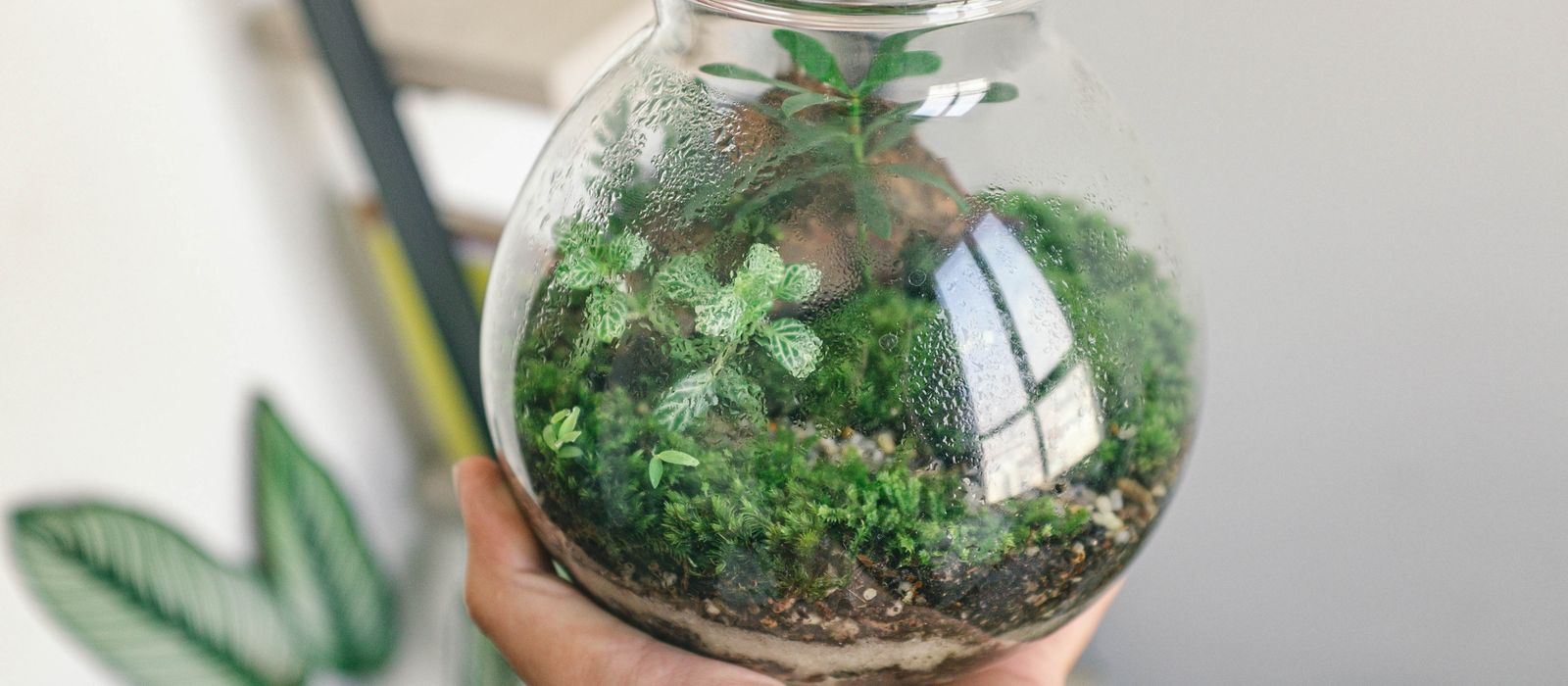 Hand holding a round glass terrarium with fittonia and moss